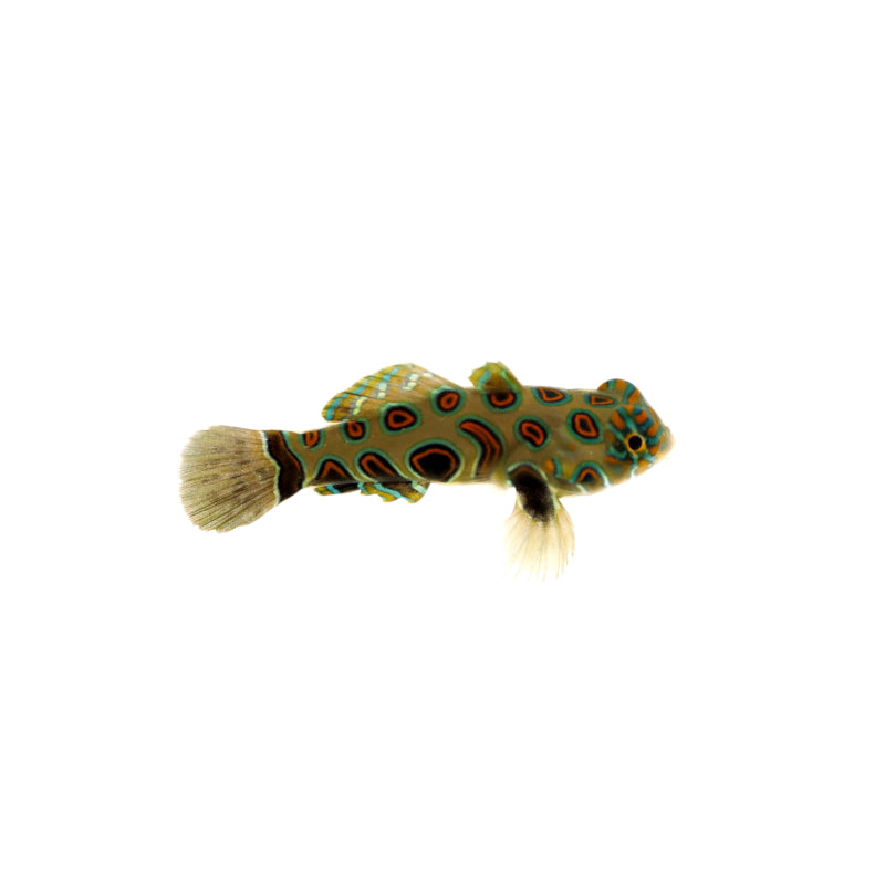 LSD-Leierfisch