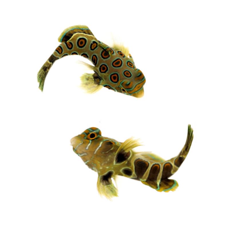 LSD-Leierfisch