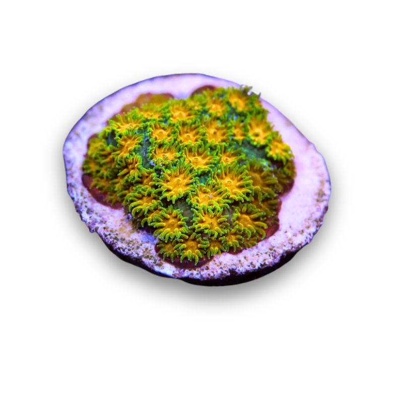 Leptastrea 'John Deere'