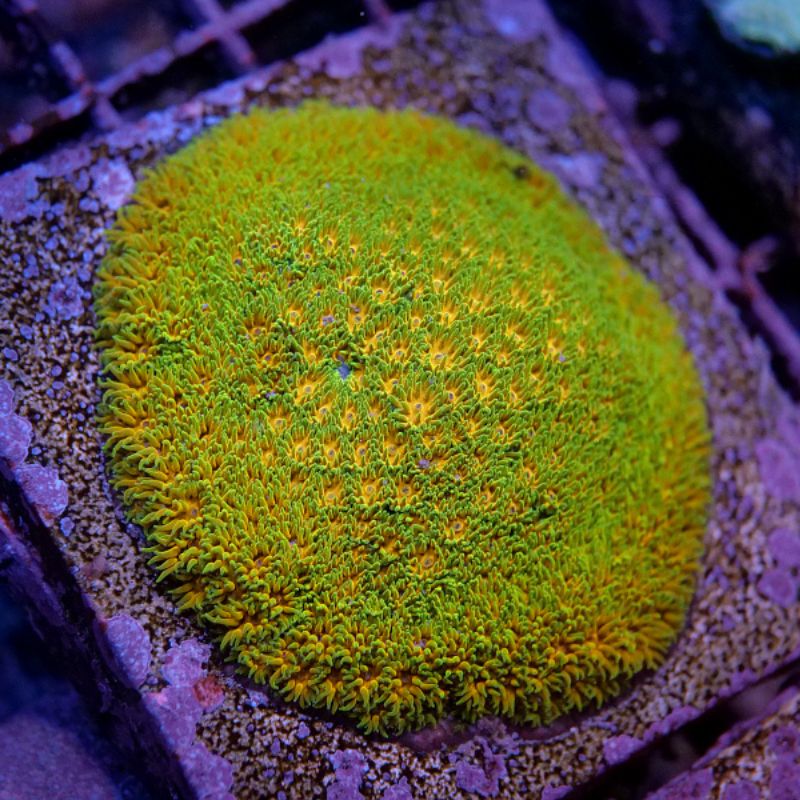 Leptastrea 'John Deere'