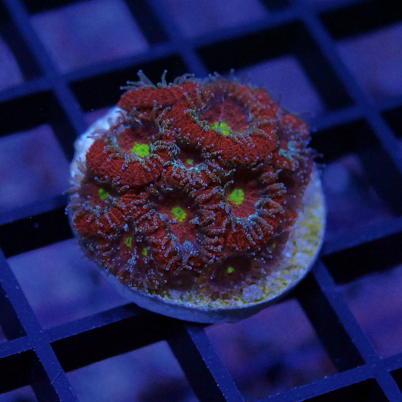 Micromussa amakusensis
