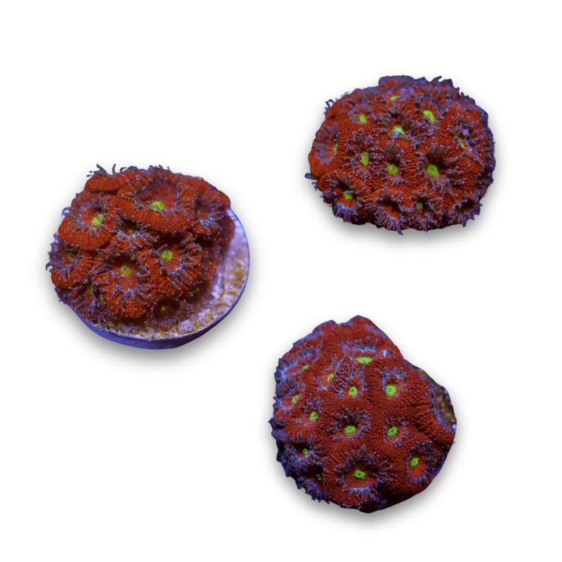 Micromussa amakusensis