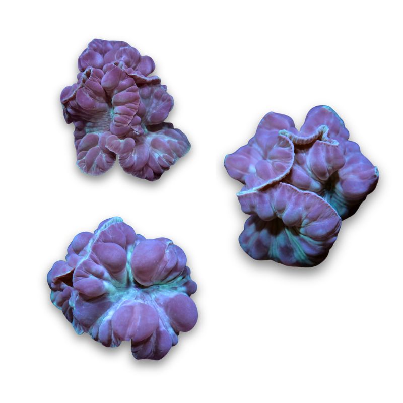 Nemenzophyllia turbida