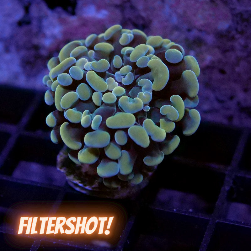 Euphyllia sp. 'Golden Hammer'
