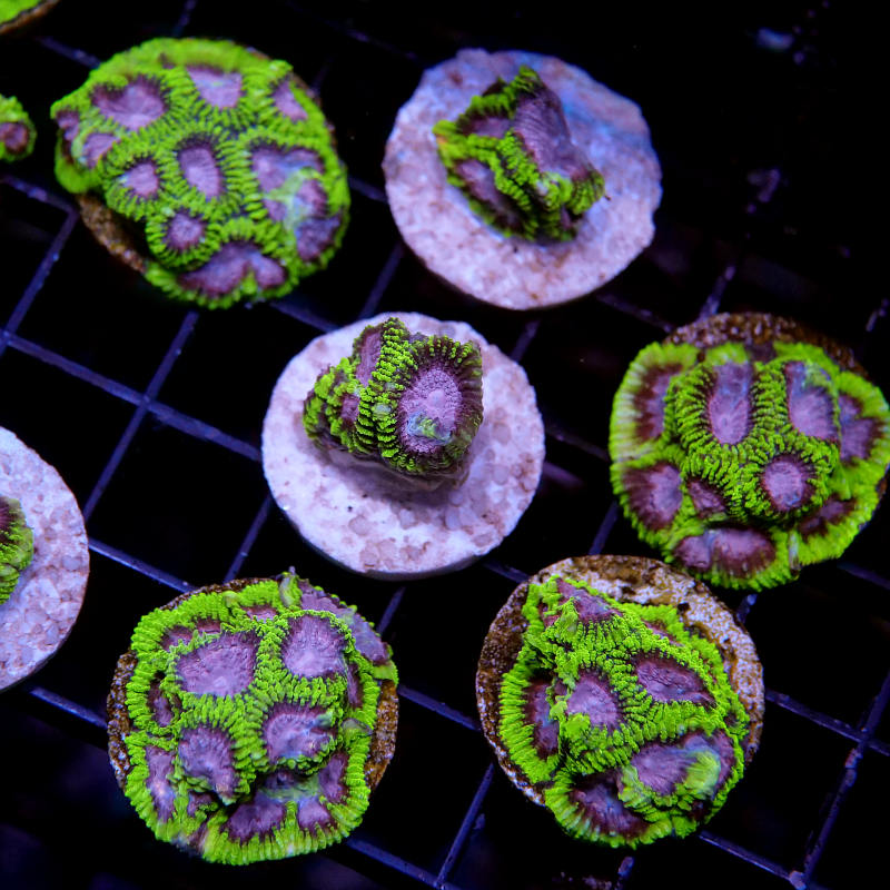 Favia sp. 'Space Monkey'
