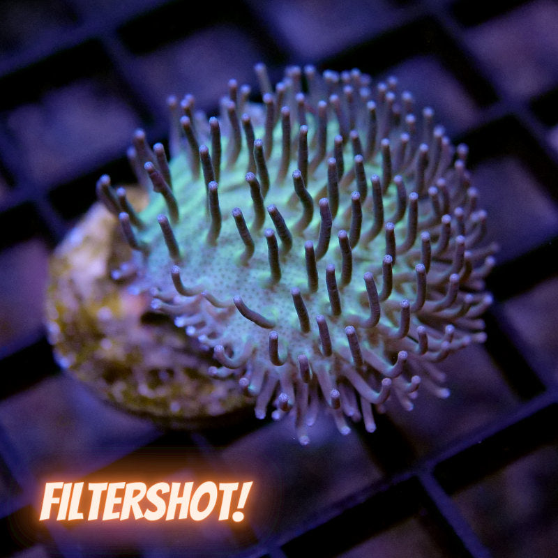 Sarcophyton 'Light Green'