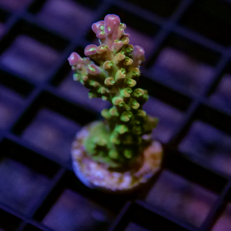 Acropora sp. 'Mango Garden'