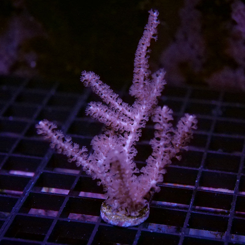 Pinnigorgia sp.