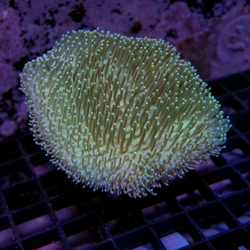 Sarcophyton 'Light Green'