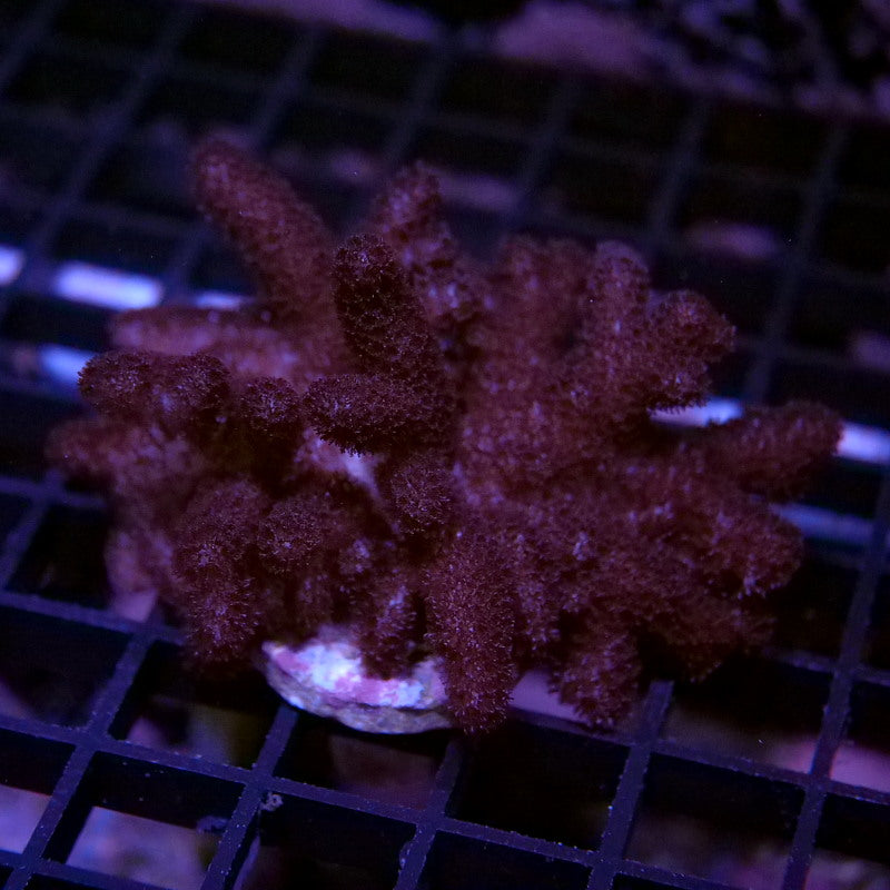 Klyxum sp.