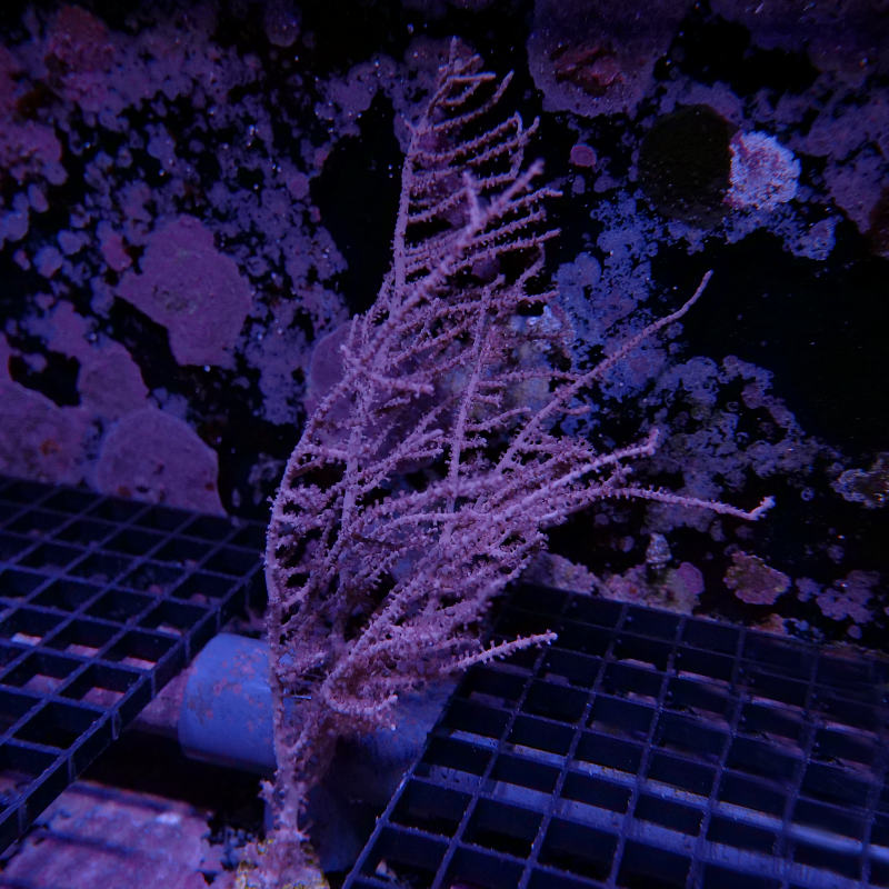 Pinnigorgia sp.