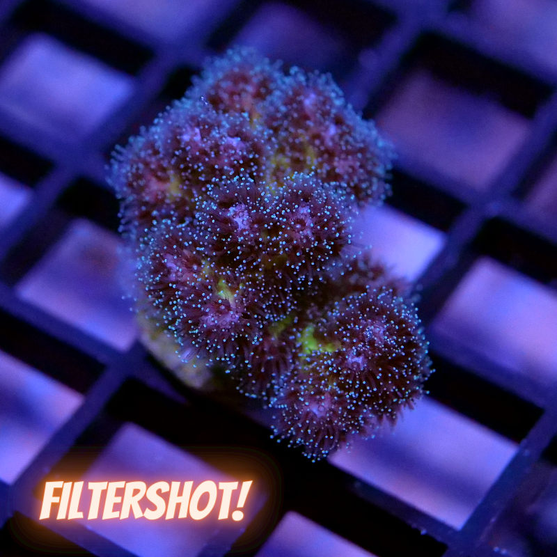 Pocillopora damicornis 'Vanilla Sky'