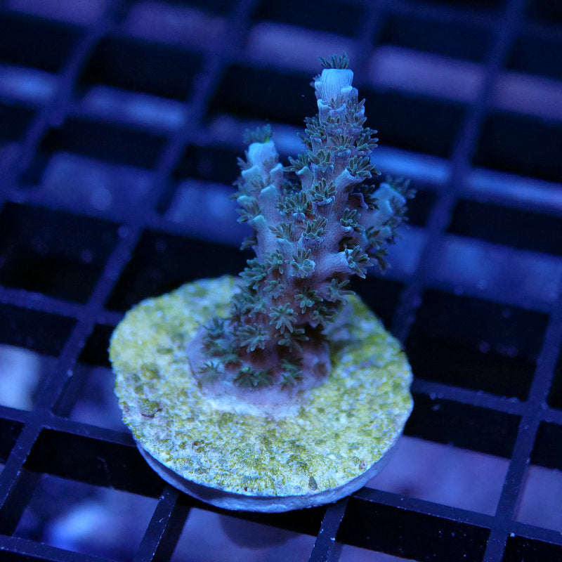Acropora tenuis 'Blue'