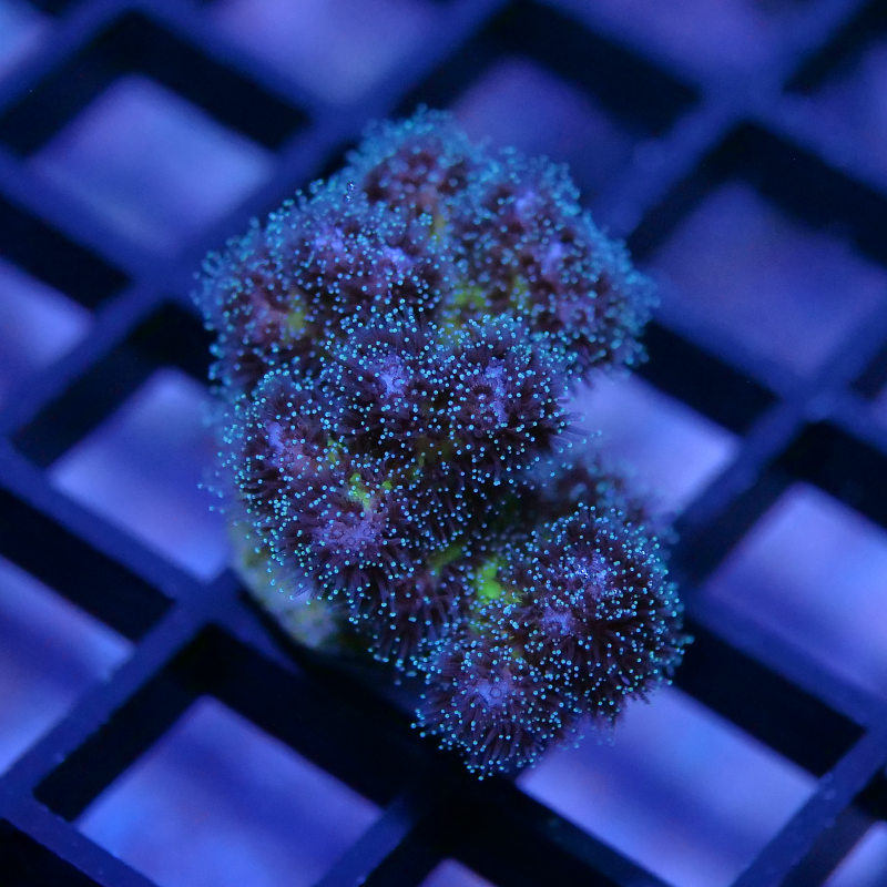 Pocillopora damicornis 'Vanilla Sky'