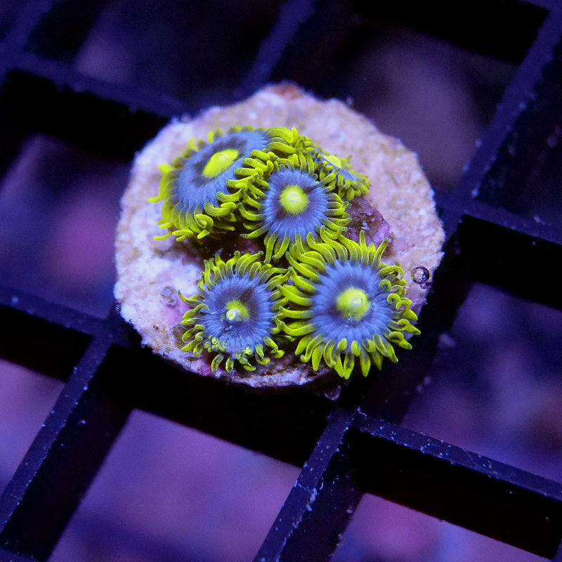 Zoanthus sp. 'Blueberry Pie'