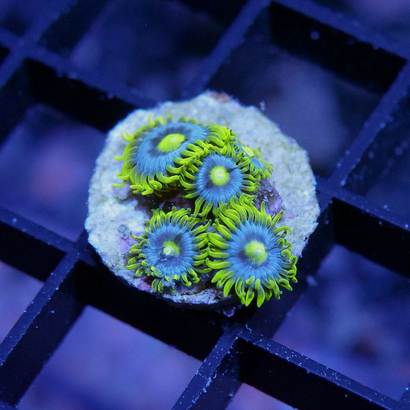 Zoanthus sp. 'Blueberry Pie'