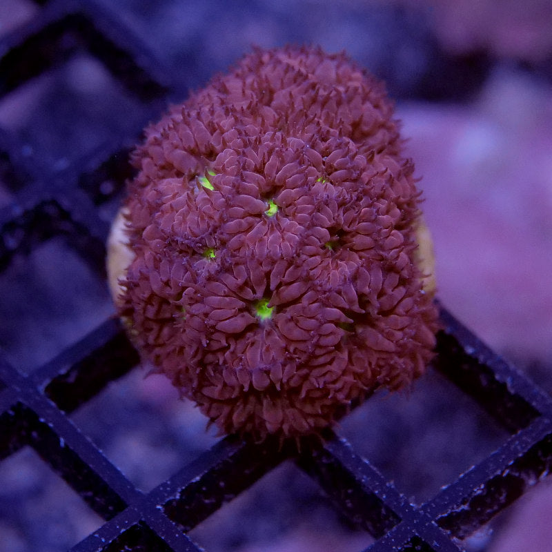 Blastomussa merletti 'Green Eye'