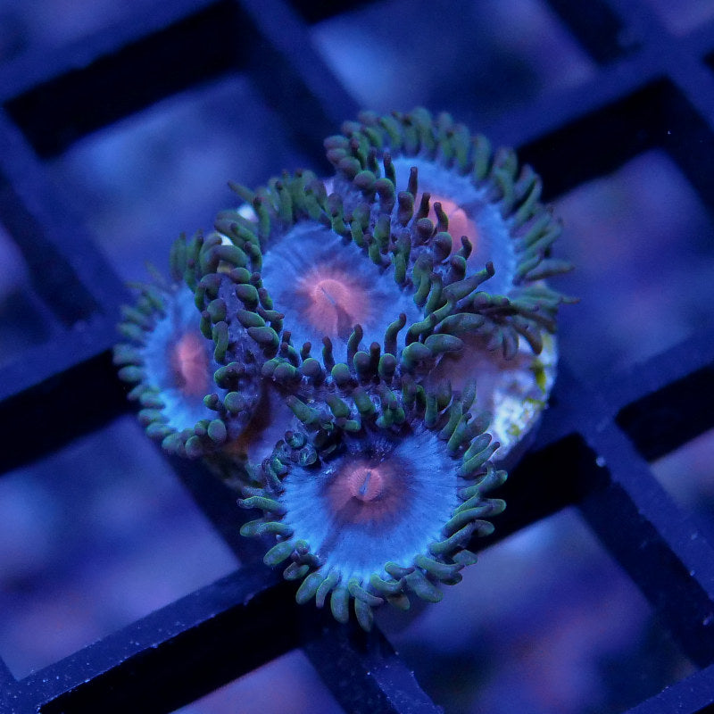 Zoanthus sp. 'Miami Vice'
