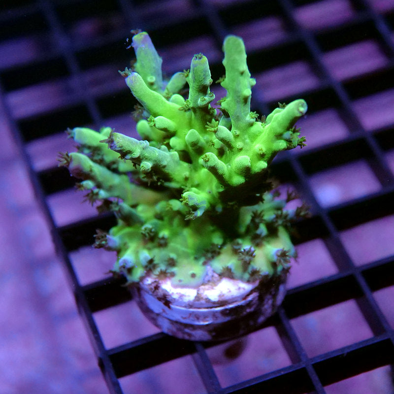Acropora austera - SciReef Twin - Grade 1