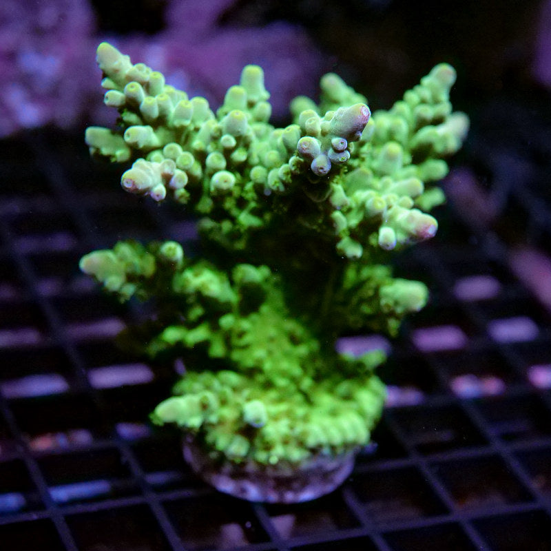 Acropora austera - SciReef Twin - Grade 2