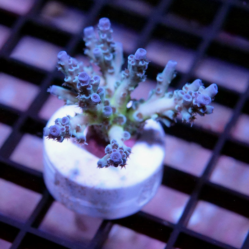 Acropora kenti - SciReef Twin - Grade 2 - icy blue