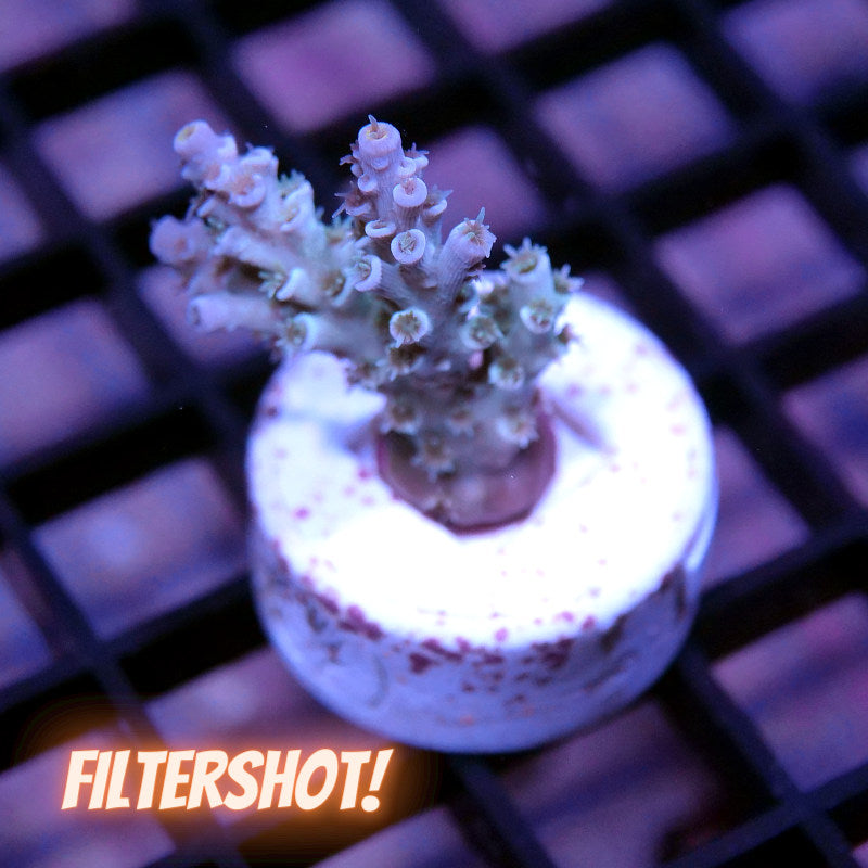 Acropora kenti - SciReef Twin - Grade 1 - lime rose