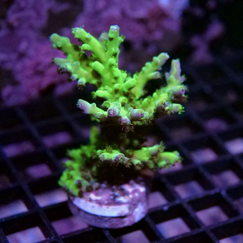 Acropora austera - SciReef Twin - Grade 1