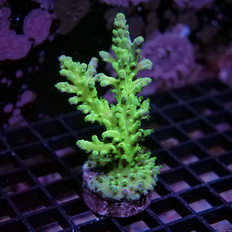 Acropora austera - SciReef Twin - Grade 1