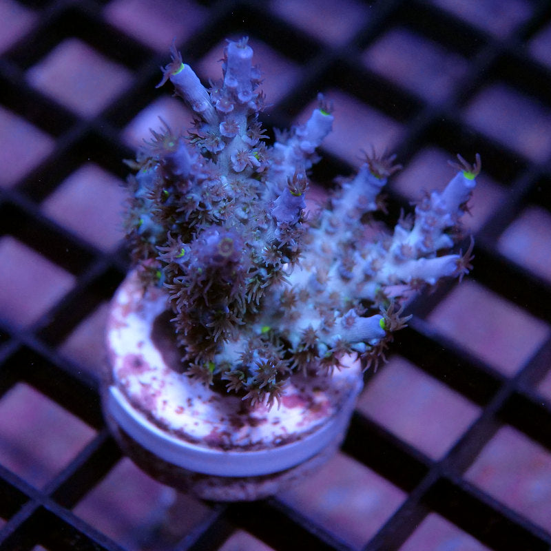 Acropora kenti - SciReef Twin - Grade 2 - icy blue