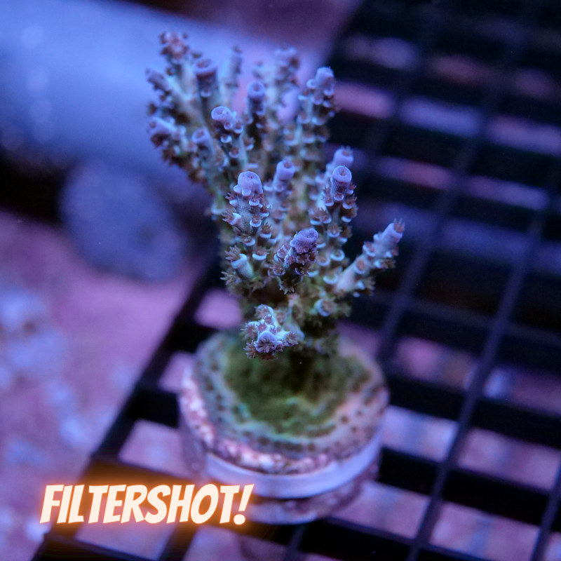 Acropora kenti - SciReef Twin - Grade 2