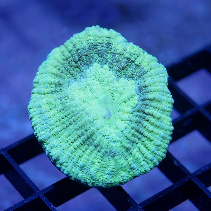 Goniastrea sp. 'Mint'
