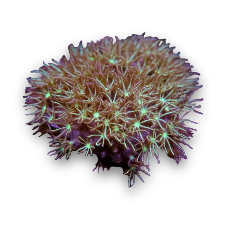 Pachyclavularia sp. 'Green'