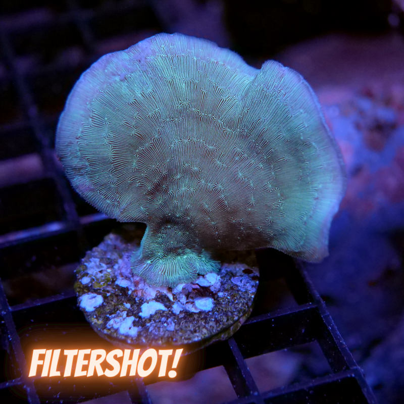 Pavona cactus 'Green'