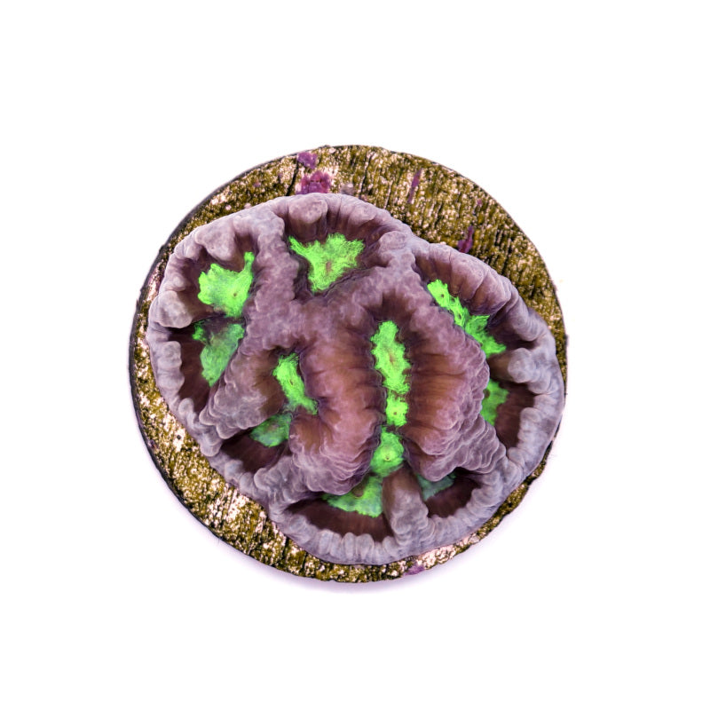 Platygyra sp. 'Glow'