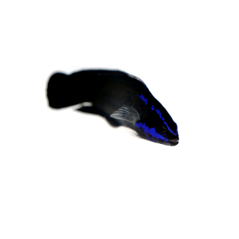 Bluestriped Dottyback