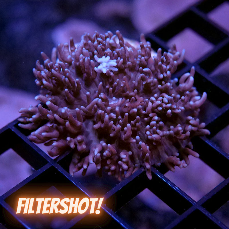 Rhodactis sp. 'Fluffy Bear'