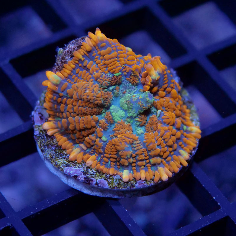Rhodactis sp. 'Superman'