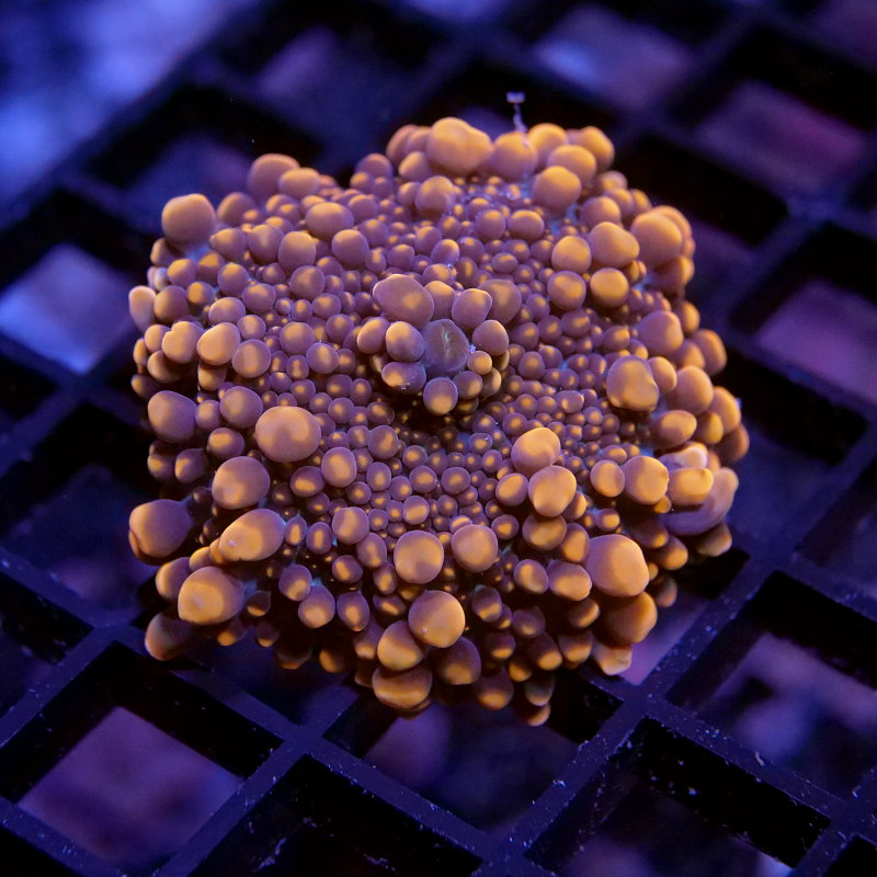 Ricordea 'Neon Orange'