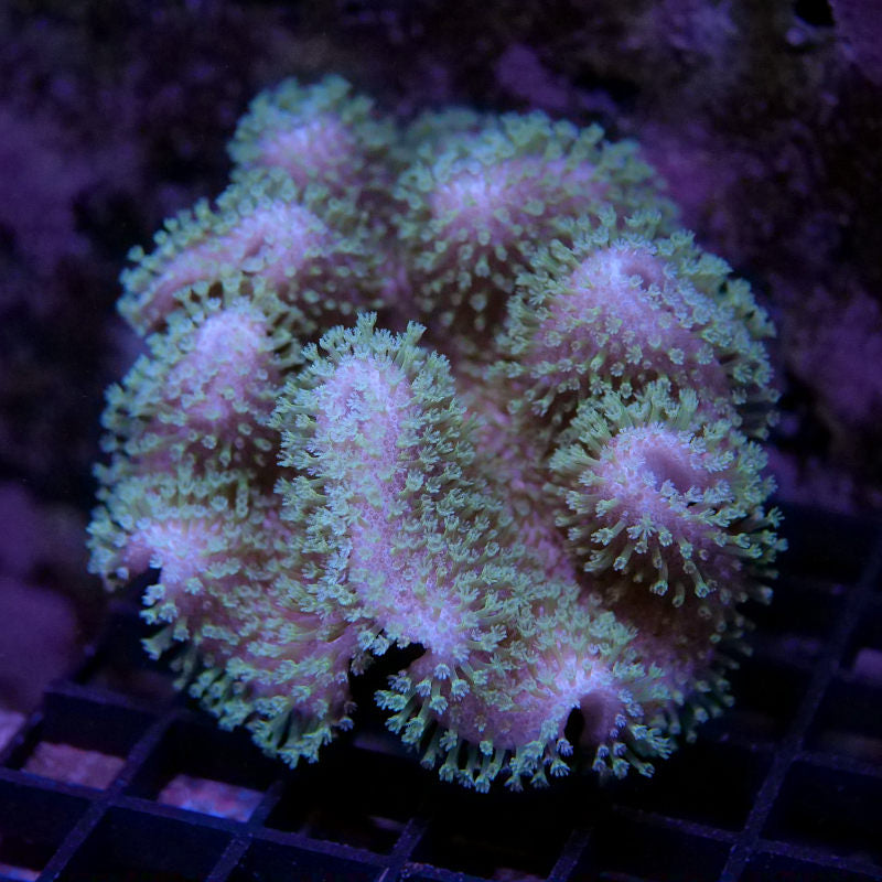 Sarcophyton ehrenbergi 'Green'