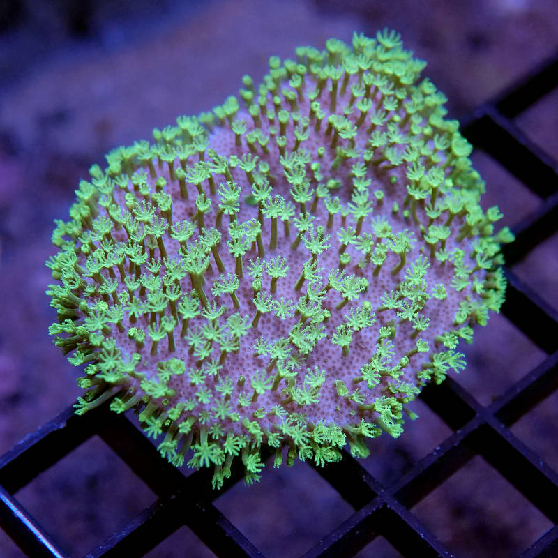 Sarcophyton 'Mauritius'