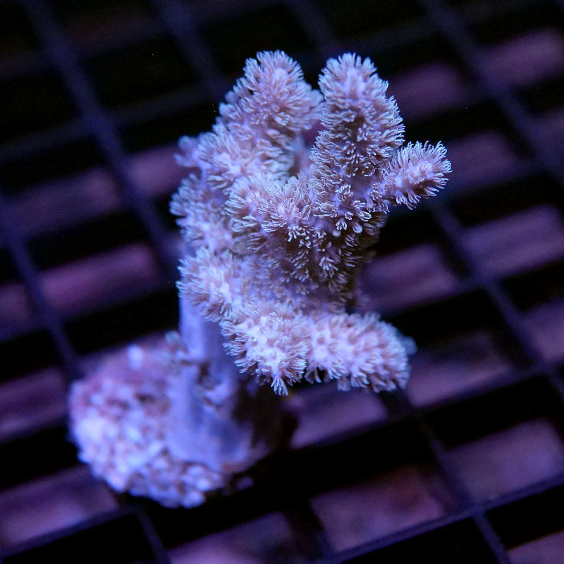 Sinularia mollis