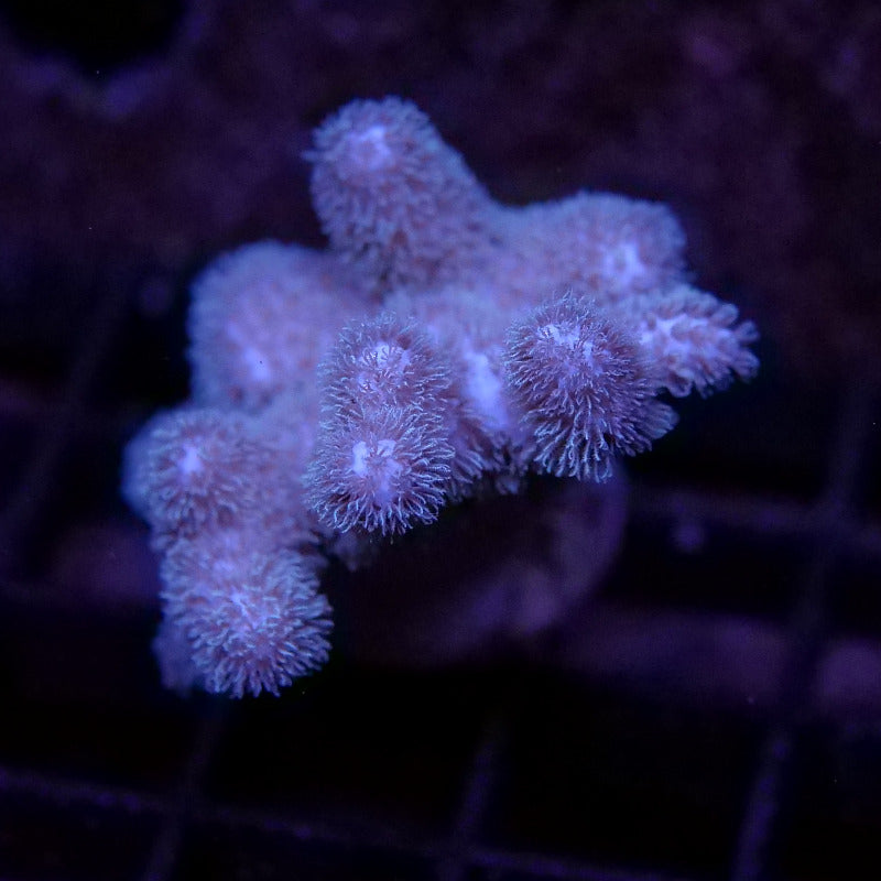 Sinularia mollis