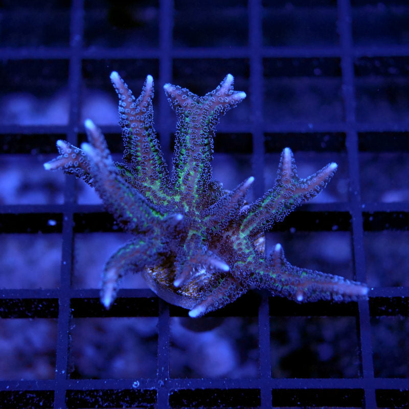 Seriatopora hystrix 'Bicolor'