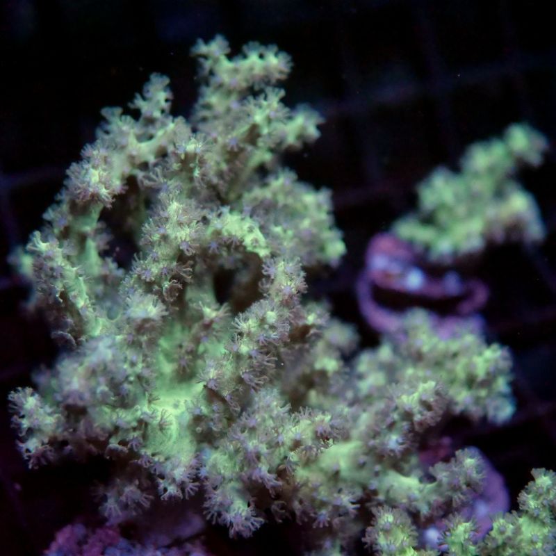 Sinularia sp. 'Neon' 