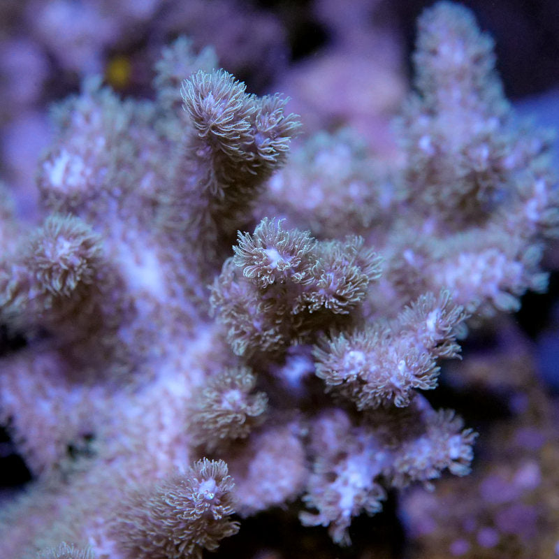 Sinularia mollis