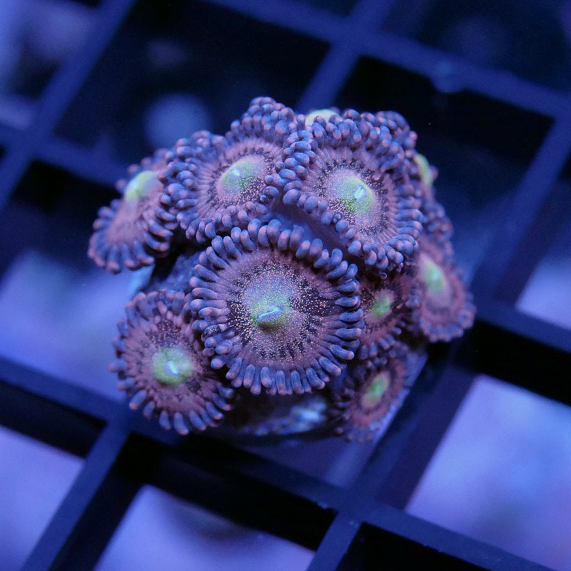 Zoanthus sp. 'Alien Antivenom'