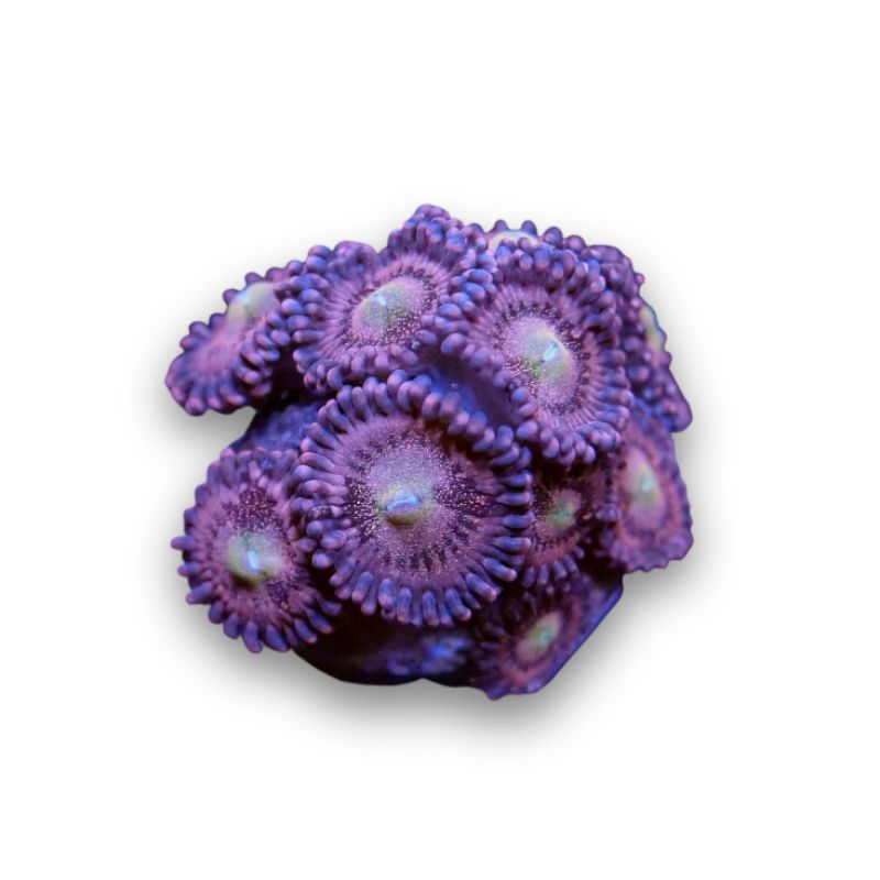 Zoanthus sp. 'Alien Antivenom'