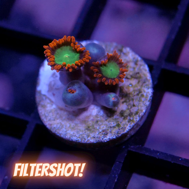 Zoanthus sp. 'Goblins Fire'