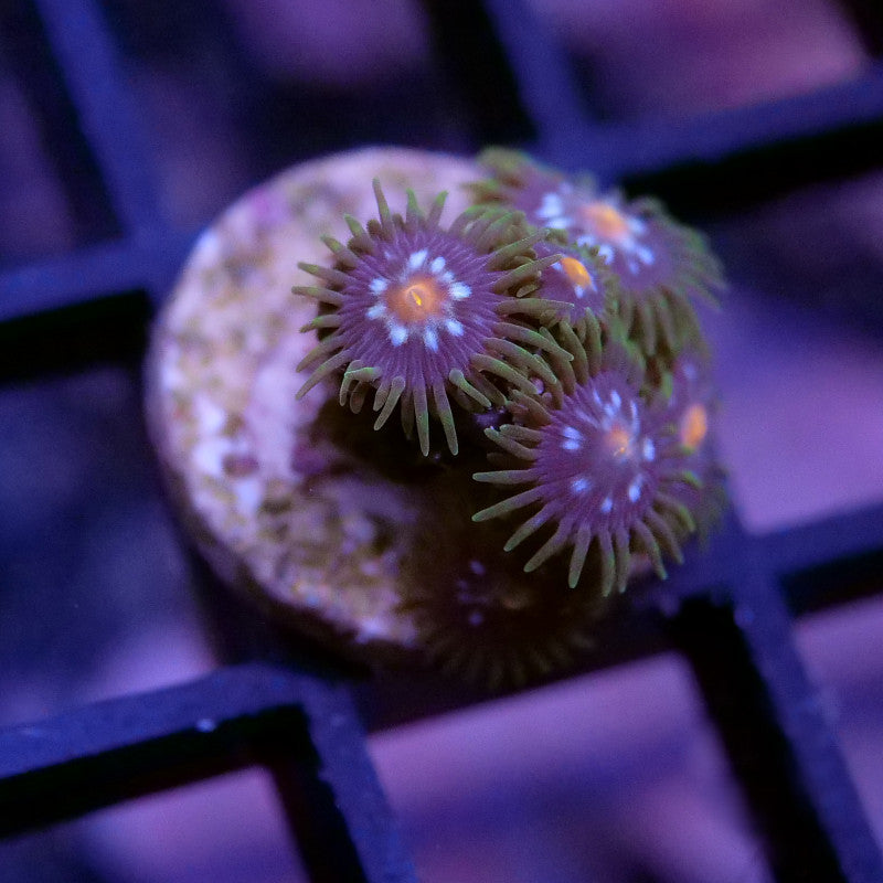 Zoanthus sp. 'Stargazer'
