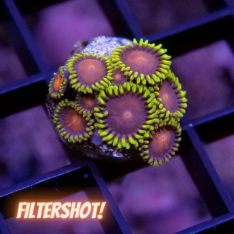 Zoanthus sp. 'Dragons Eye'